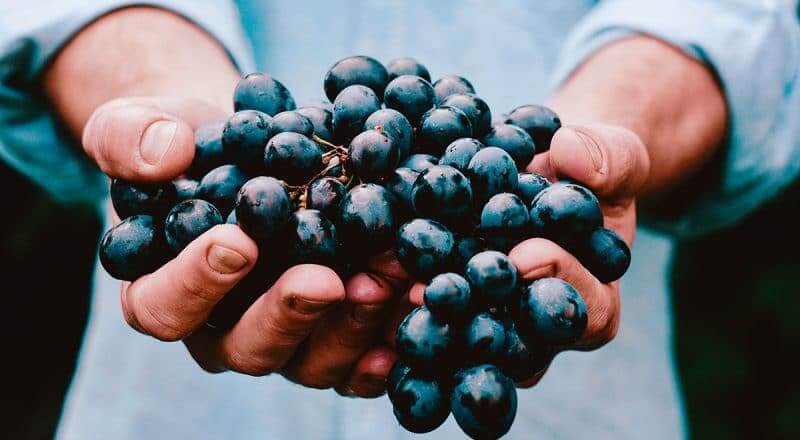 TopEmploi vous informe pour les vendanges 2018